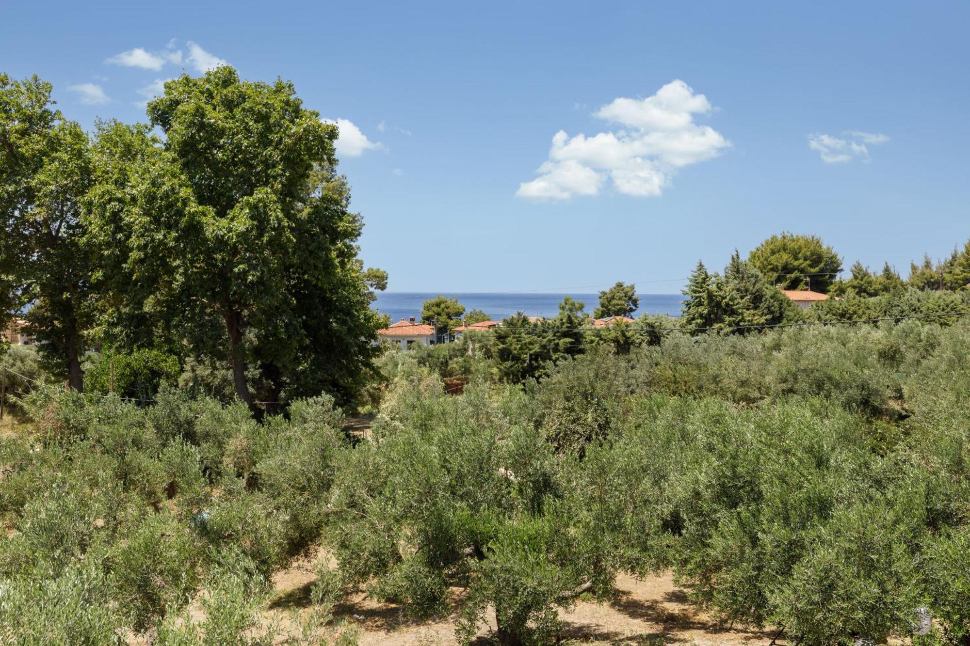 Olea Villas By Halu!, Cozy Villa In Nikiti 拉戈曼德拉 外观 照片
